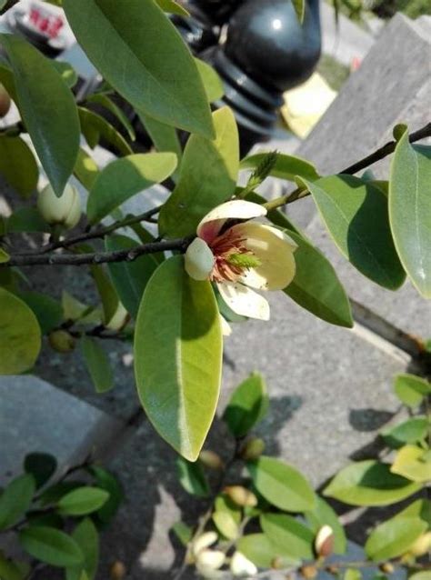 含笑花葉子變黃|含笑花葉子發黃怎麼辦，含笑花葉子發黃的解決方法